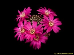 Sulcorebutia tiraquensis v. totorensis G113-7 2186